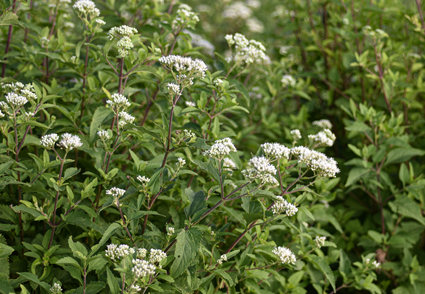 Phytotaxa's tweet photo. Taxonomic revision of Austroeupatorium (#Compositae, Eupatorieae) in #Uruguay: new records and a new combination 
https://t.co/DnVLxbHbNg 
#Taxonomy https://t.co/LOqaECm63n