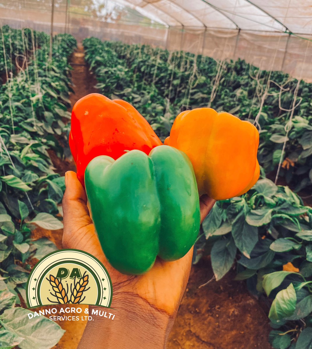 A.J.I 🇵🇹 tweet media