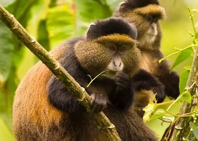 visitgorillaRW's tweet photo. "Explore the enchanting Nyungwe Forest and encounter the playful golden monkeys  #AfricanWild 
Plan your golden monkey trekking experience with Visit Gorilla Rwanda: [https://t.co/GlfhCJXQzg](https://t.co/GlfhCJXQzg) | +250788613968
#GoldenMonkeyTrekking https://t.co/O1wAi16hdv