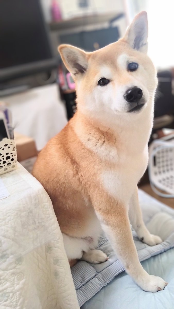 柴犬　花火 tweet media