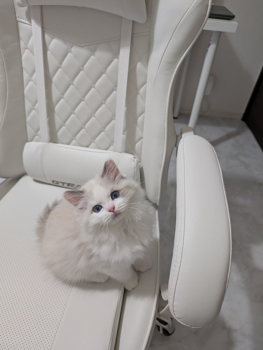 ハ*ビ様 komugi様✾ラグドールねこちゃん アートドール ハ*ビ様 komugi