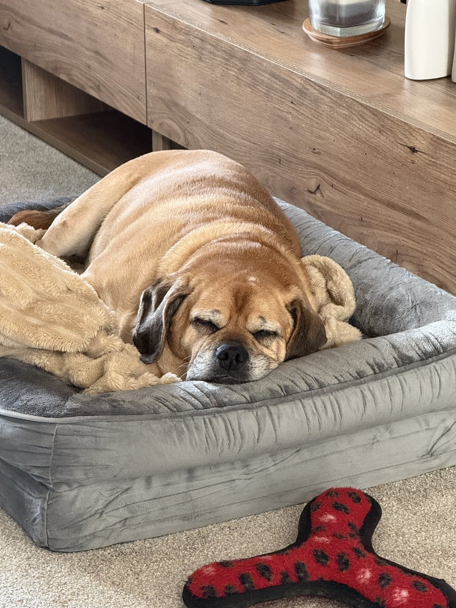 pippapuggle's tweet image. It’s exhausting watching mum work 😉🐶🐾 #puggle #pugglepack #glossop