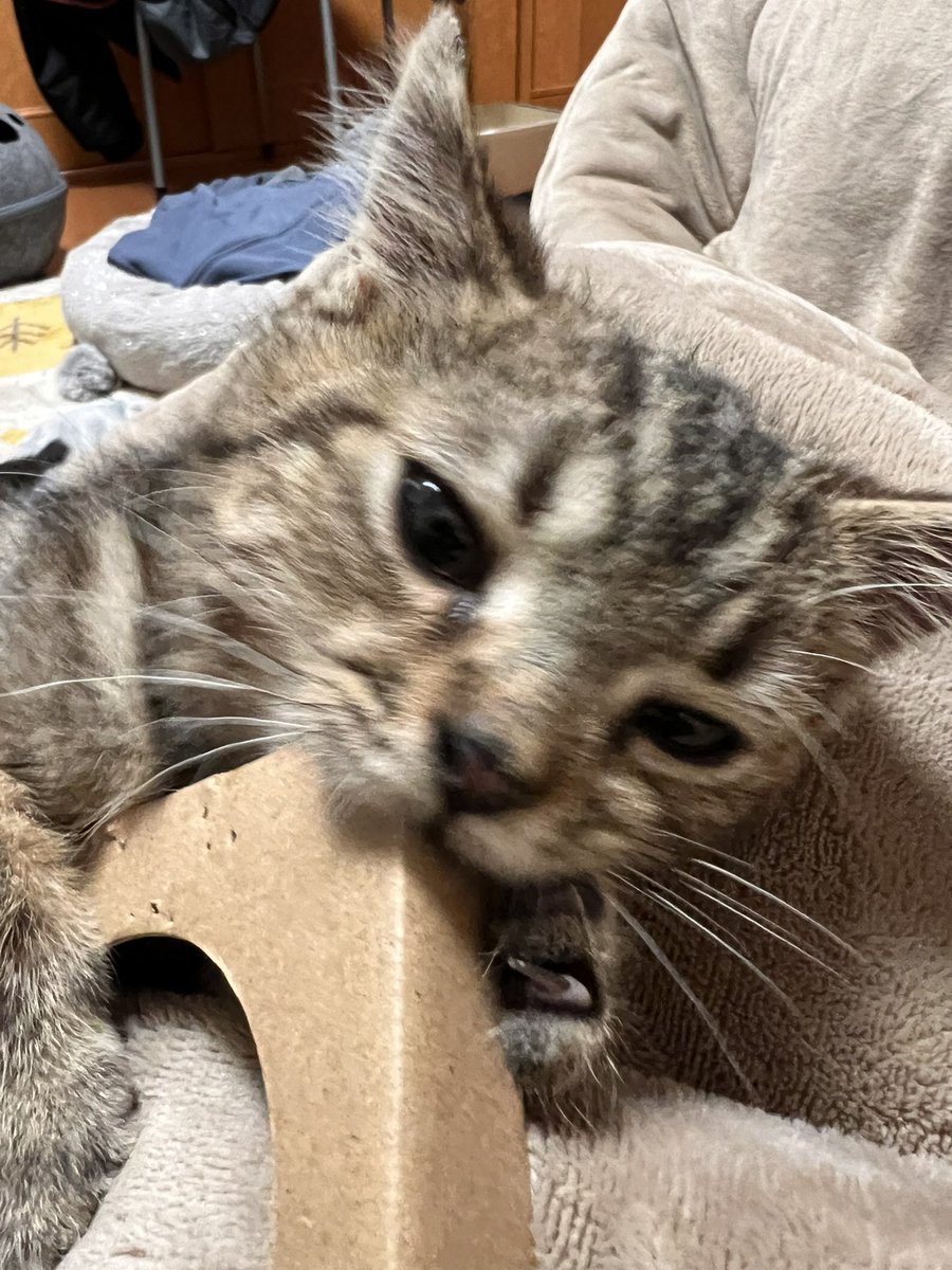 R1XacNXJJCjcmTV's tweet image. ちょこはく様

あなたは何と闘っているんでしょーか？
.
　   (*¯ω¯*) 下僕には
　.ノ^　yヽ理解できぬぅ
　ヽ,,ﾉ==l ﾉ
　　/ 　l |
""""~""""""""""""""""~

見守りカメラの設定が中々進まなくて困ってるっす💦

#swichbot ＃見守りカメラ #ちょこはく
#swichbothub2