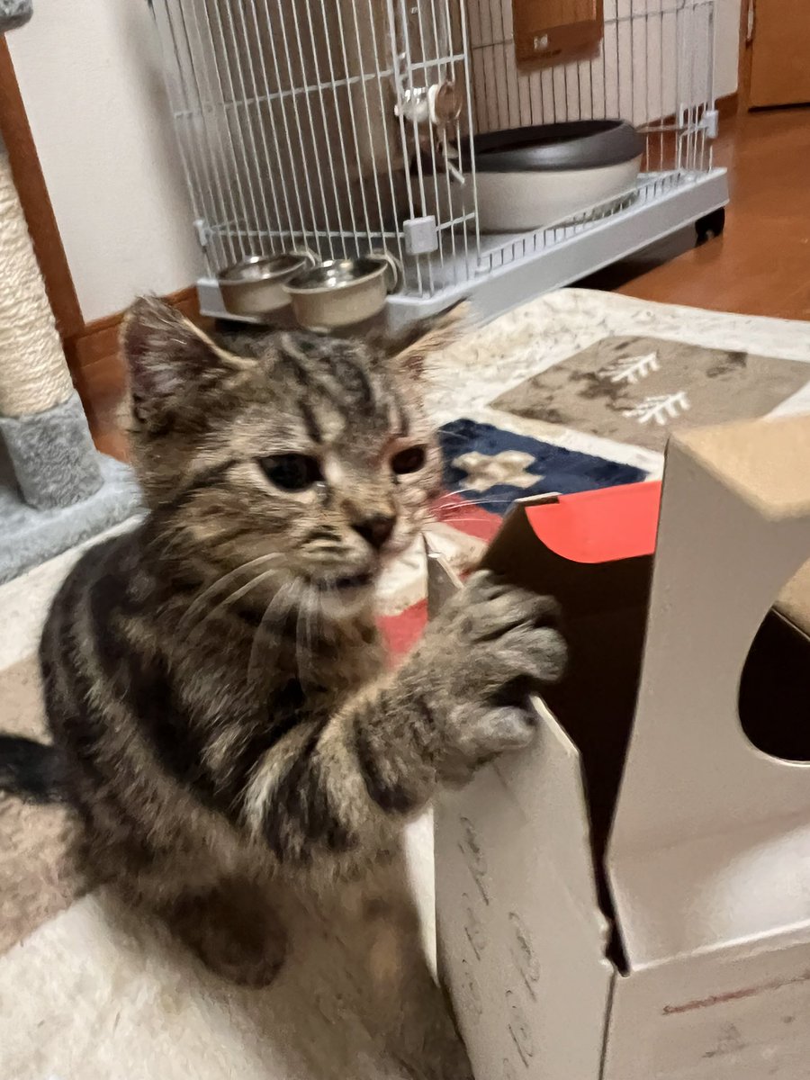 R1XacNXJJCjcmTV's tweet image. ちょこはく様

あなたは何と闘っているんでしょーか？
.
　   (*¯ω¯*) 下僕には
　.ノ^　yヽ理解できぬぅ
　ヽ,,ﾉ==l ﾉ
　　/ 　l |
""""~""""""""""""""""~

見守りカメラの設定が中々進まなくて困ってるっす💦

#swichbot ＃見守りカメラ #ちょこはく
#swichbothub2