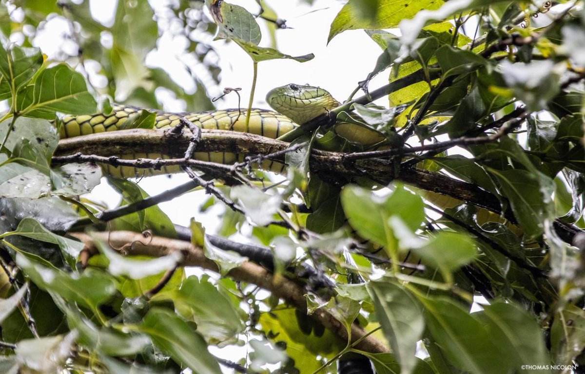 The Jameson’s mamba is a species across the whole of Central Africa. Recorded here by <a href="/ThomasNicolon/">Thomas Nicolon</a> is the subspecies with a black tail in the East of its range.

The <a href="/rfo_rdcongo/">Réserve de Faune à Okapis</a> is managed by WCS in partnership with DRC’s Congolese <a href="/IccnRdc/">ICCN</a>.