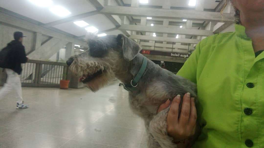 gracon27's tweet photo. #Caracas
🚨🚨EXTRAVIDO🚨🚨
Está perdido en la estación de agua salud .Le dí resguardo porq estaba muy asustado.Favor difundir🙏🏻
Gracias🐶💚🤎💚
 04242822122 https://t.co/moTaYPv6AB