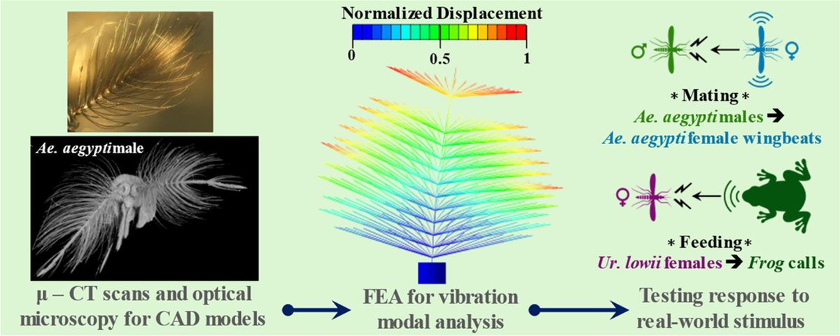 Acta Biomaterialia (@actabio) on Twitter photo Professor Pablo Zavattieri: Mechanistic insights into mosquito antennal architecture for auditory adaptations <a href="/PabloZavattieri/">Pablo Zavattieri</a> <a href="/PurdueCCE/">Lyles School of Civil and Construction Engineering</a> <a href="/stri_panama/">Smithsonian Panama</a> sciencedirect.com/science/articl… Professor Pablo Zavattieri: Mechanistic insights into mosquito antennal architecture for auditory adaptations <a href="/PabloZavattieri/">Pablo Zavattieri</a> <a href="/PurdueCCE/">Lyles School of Civil and Construction Engineering</a> <a href="/stri_panama/">Smithsonian Panama</a> sciencedirect.com/science/articl…