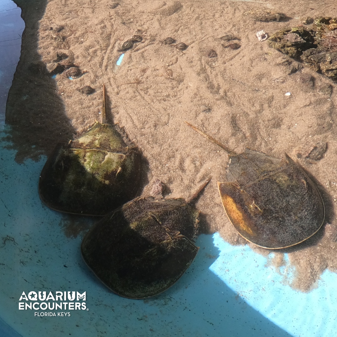 FLKeysAE's tweet image. Horseshoe crabs are true ocean legends! These ancient creatures have existed for over 445 million years — long before dinosaurs roamed the Earth.