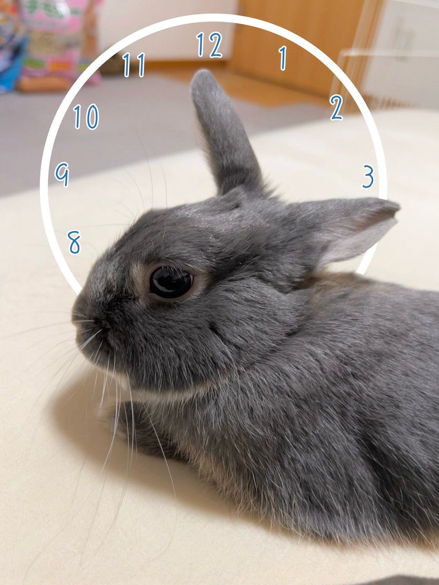 acala_rabbit's tweet photo. また時間教えてくれてた
助かるなぁ
#うさ時計 https://t.co/iOoJIFvMJL