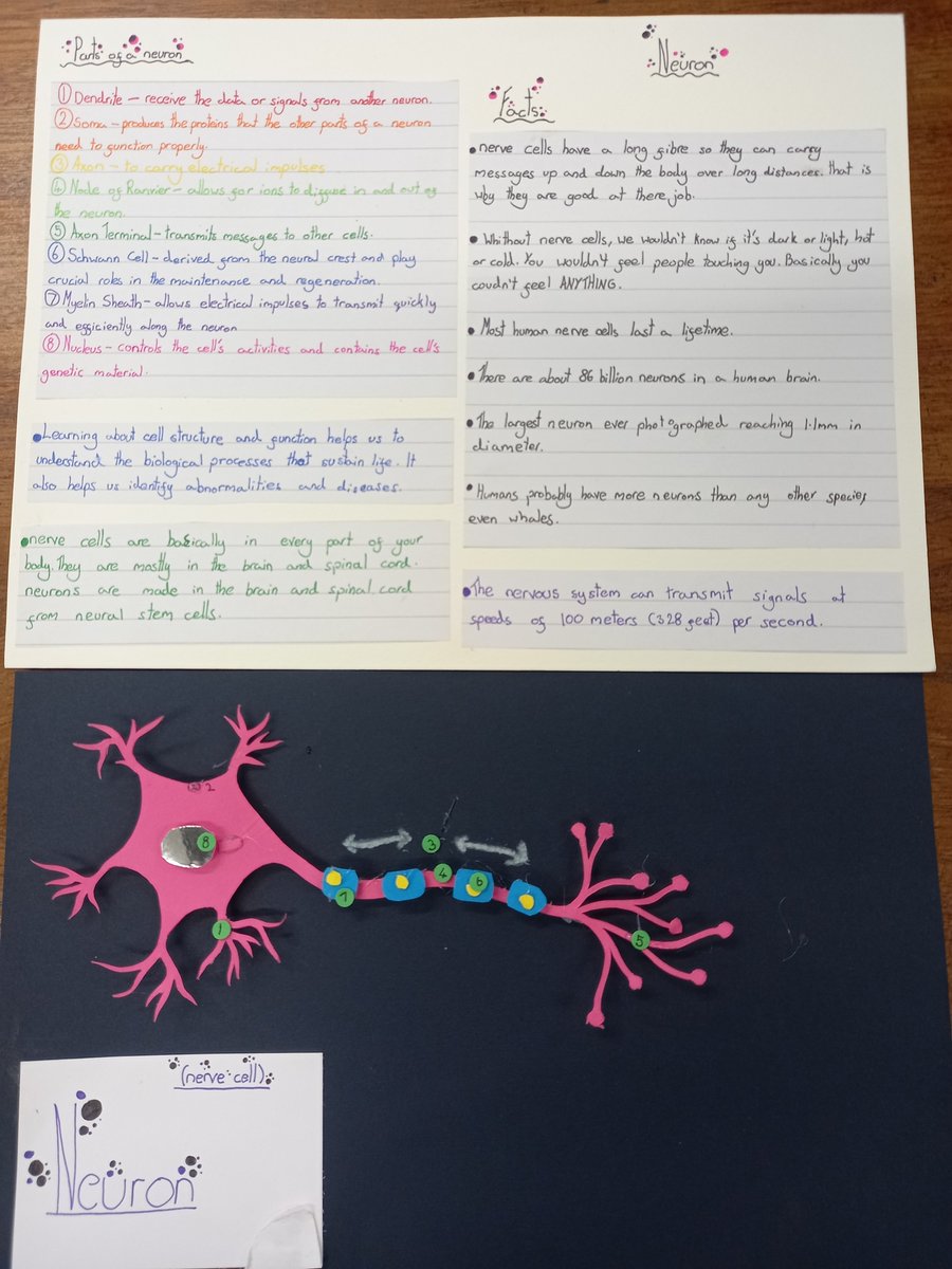 SibfordScience's tweet photo. Year 7 made some brilliant model cells  #sibfordscience @sibfordoxon  #sibfordyear7 https://t.co/m39YWj1oyc