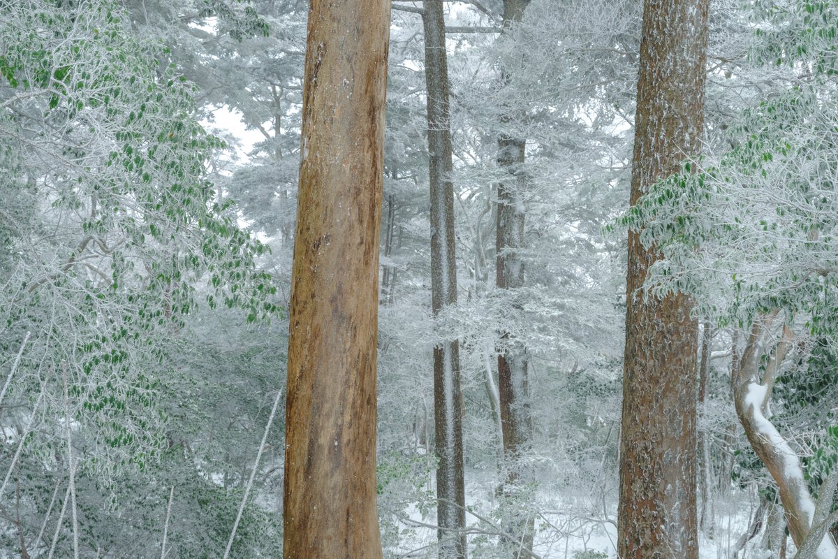 TT__Photo's tweet image. 最近の写真
霧島にくじゅうに阿蘇