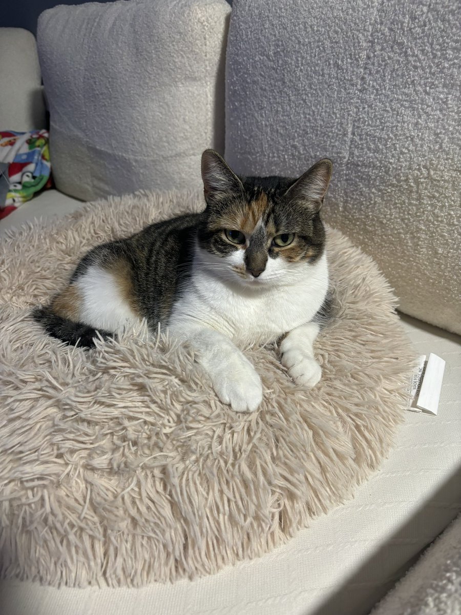 长春 磐涅 (@ygblxndnr) on Twitter photo 