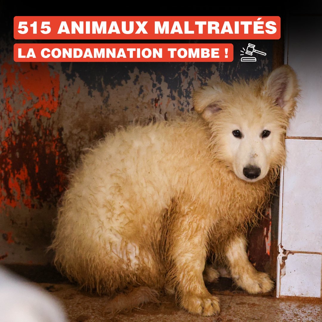 Ce mercredi 29 janvier, le tribunal d'Avesnes-sur-Helpe a rendu son verdict dans le cadre du "procès de la Patte d'Or". Pour rappel, la SPA était intervenue en mars 2023 lors d'une opération sans précédent qui avait permis le sauvetage de plus de 500 animaux, principalement des