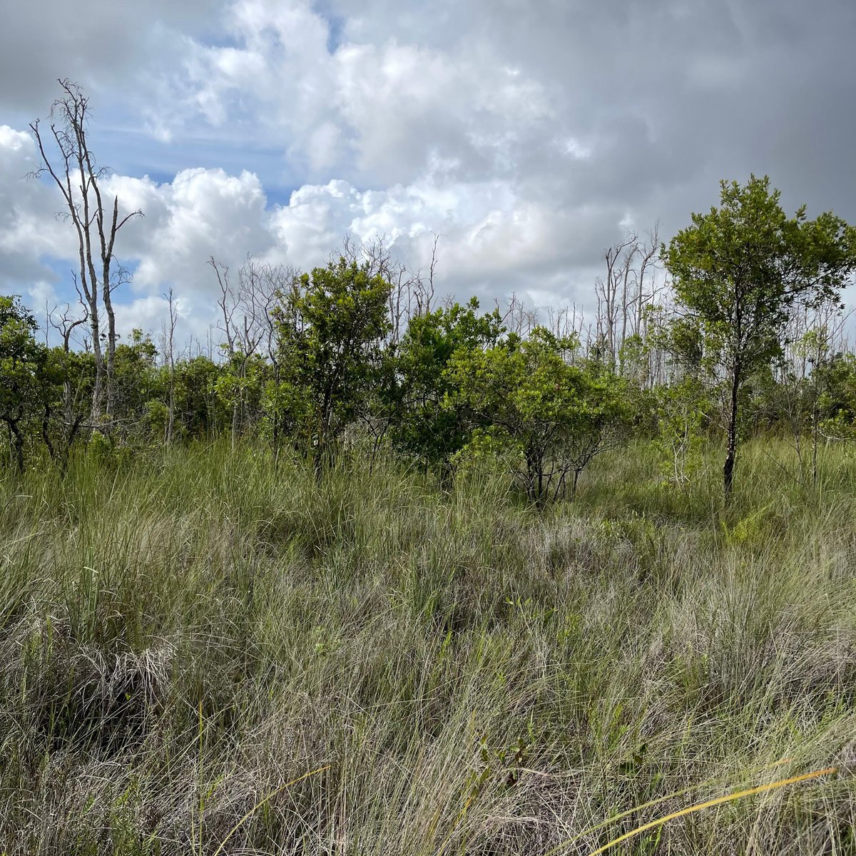 MiamiDadeRER's tweet photo. Celebrate World Wetlands Day with us! 🌿 Join our Environmentally Endangered Lands program for an educational wetlands tour on Sunday, February 2nd, from 9 a.m. to noon at Tree Island Park Preserve. Don’t miss this opportunity to learn about and appreciate our wetlands! https://t.co/QN0qJHpHh9