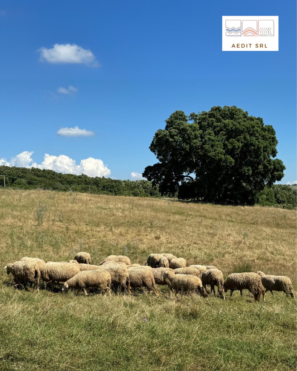 AEDIT srl tweet media