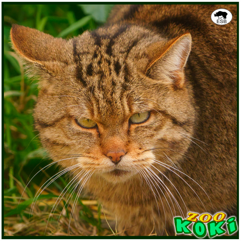 zookoki's tweet image. 📢✨ ¡Descubre a nuestra embajadora del bosque! 🐾🌿 En Fundación ZOO KOKI trabajamos por la conservación de especies, y nuestro  gato montés europeo (Felis silvestris silvestris) es parte del programa ESB. 

📍 ¡Te esperamos en el zoo! 🏡🐾
📸 @valver_animales