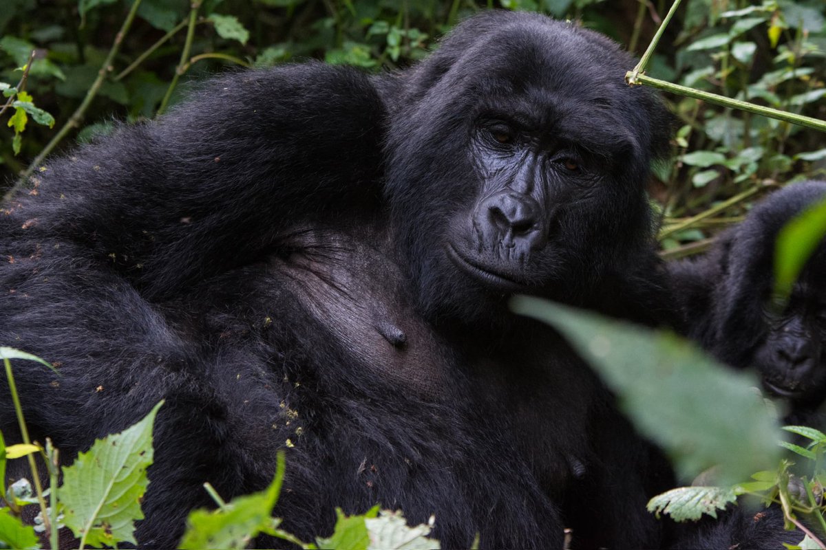 Afreek Tours and Travel (@afreekt) on Twitter photo Take a break, Take a trek to the mountains gorillas.
Book your next gorilla safari with us!
On WhatsApp: +256772453969
Email: afreektours@outlook.com
Website: afreektoursandtravel.com Take a break, Take a trek to the mountains gorillas.
Book your next gorilla safari with us!
On WhatsApp: +256772453969
Email: afreektours@outlook.com
Website: afreektoursandtravel.com