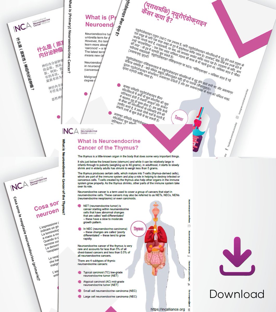 NET of the thymus is rarely associated with a neuroendocrine related syndrome. Cushing’s syndrome, hypercalcemia and SVCO have been reported. 
☑️We support HCPs for early diagnosis with #NETInfo in 11 languages: incalliance.org/net-info-packs/
#LetsTalkAboutNETs #RadTwitter #MedTwitter