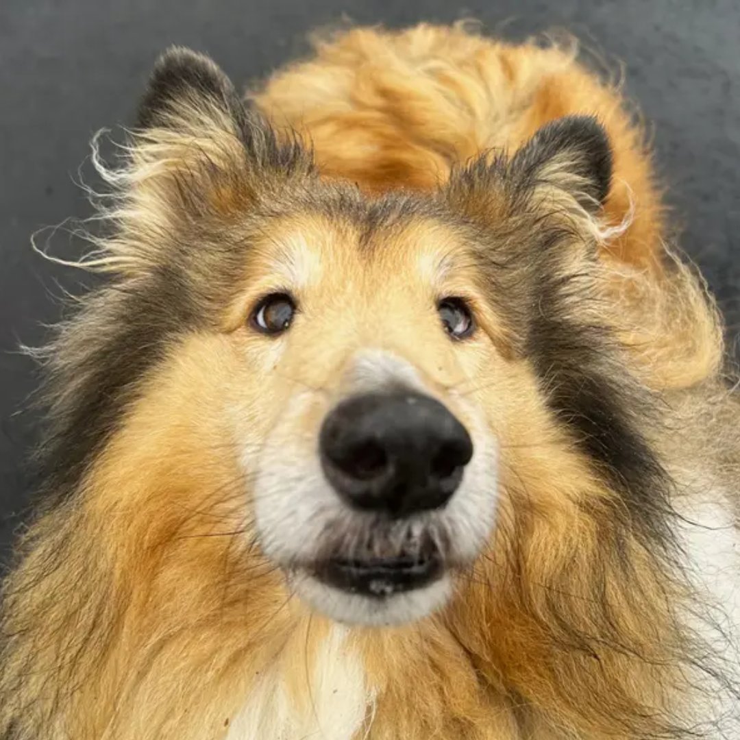 It's always a good hair day for Cobie 😍

He's an older boy looking for a quiet, relaxing home where he is given time to adjust and settle in 💛 <a href="/DT_Ballymena/">Dogs Trust Ballymena</a> 

Find out more about him here: bit.ly/3WEdRPF
