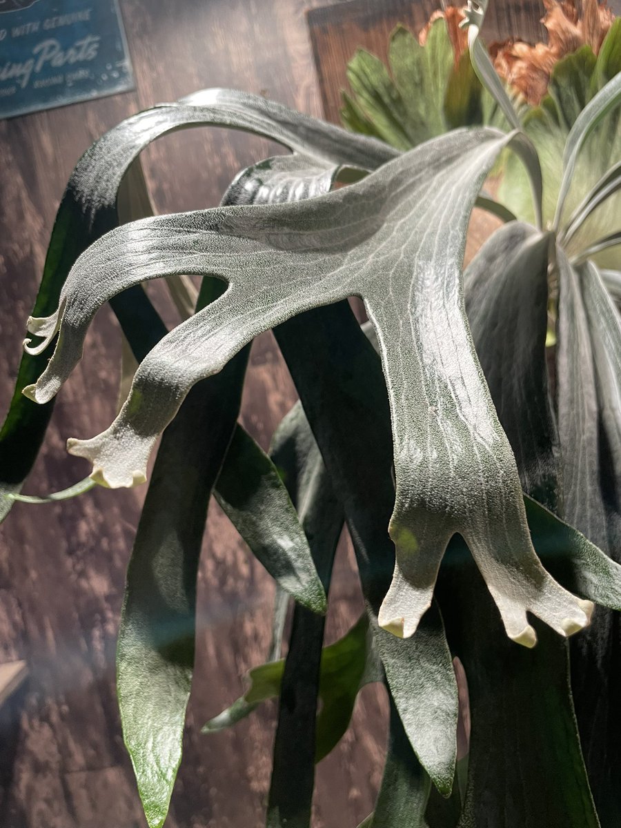 このたび、一身上の都合によりビカクシダ関連イベント出店、活動を休止する事になりました
つきまして5/17出店予定のタネマキビトの狂宴もキャンセルさせていただく運びとなり、申し訳ありません
今後Xでのポスト頻度が少なくなると思いますが皆様とまた笑い合える日々が戻れるように精進します