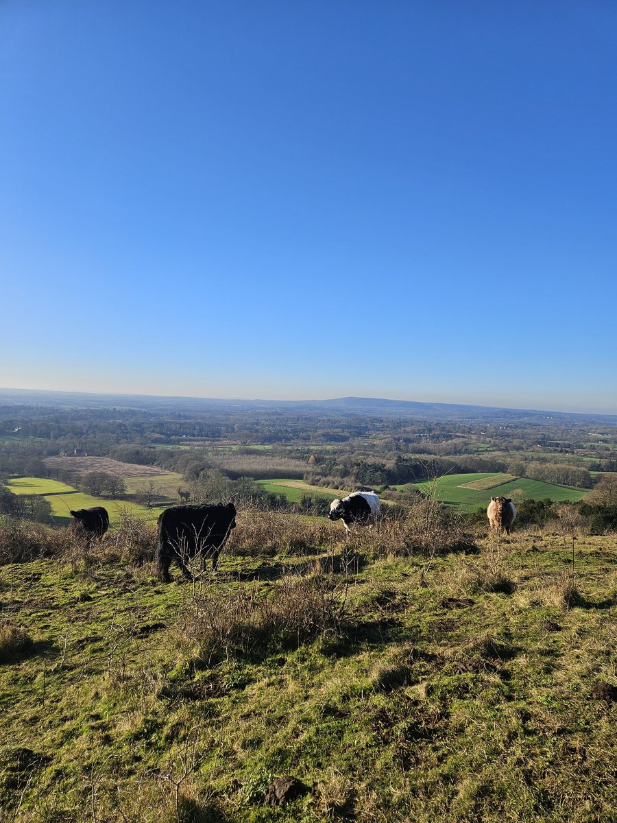 FoodChatMatt's tweet photo. Good morning from the Surrey Hills. 🌄✨️😊 https://t.co/fl7AervFwu