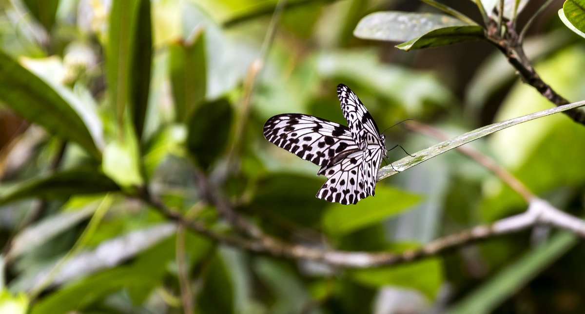 SanjeePerera1's tweet photo. The Ceylon tree nymph (#IdeaIasonia), a species of nymphalid butterfly in the subfamily #Danainae endemic to Sri Lanka, is the largest member of the family Danaidae in the country. https://t.co/4jP9jlL7J0