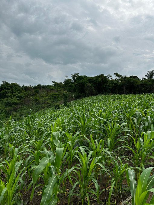 Empowering women in local communities means breaking the chains of injustice and transforming every oppression into an unshakable force for a bright future. We advocate and take action. #FESO #ClimateJustice #Agroecology #ClimateJustice