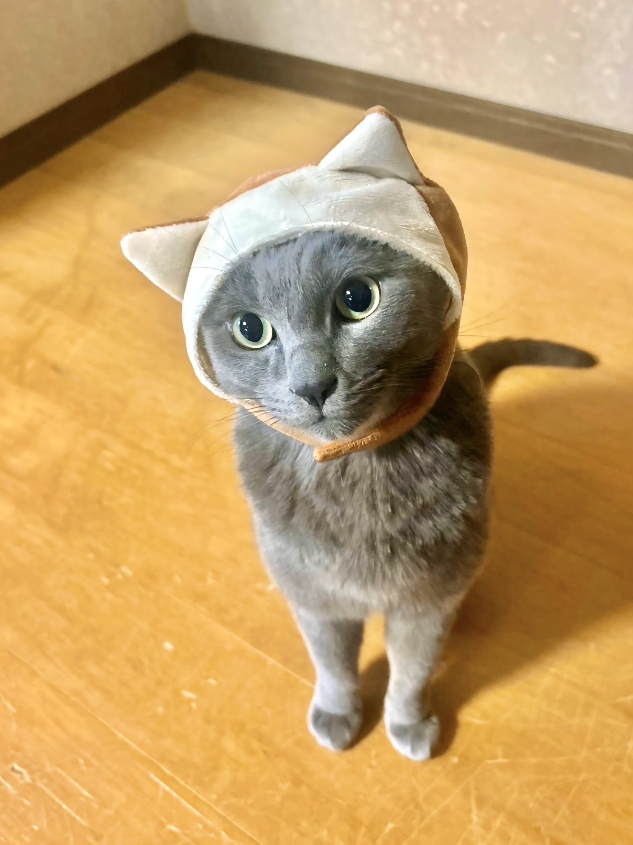 ♯Kri24POかおもじねこパンスクイーズ全5種ネコ型パン猫てへぺろ♂株式