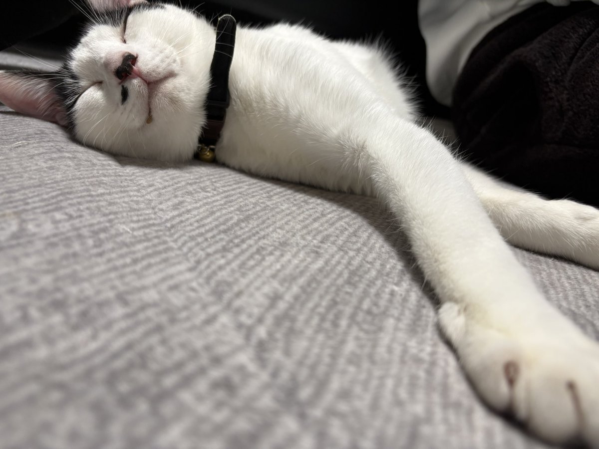 light77oo77's tweet photo. お口にごはん一粒

 #猫のいる暮らし https://t.co/YyoUQjQ4So