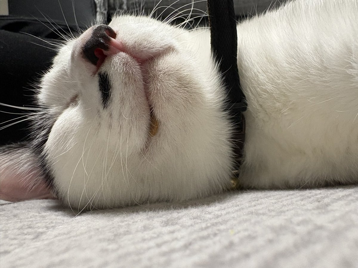light77oo77's tweet photo. お口にごはん一粒

 #猫のいる暮らし https://t.co/YyoUQjQ4So