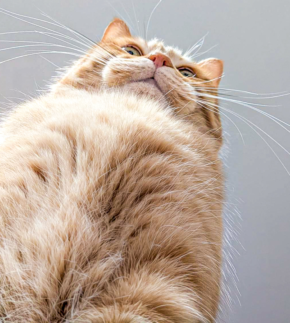 お目覚めでしょうか、御主人様