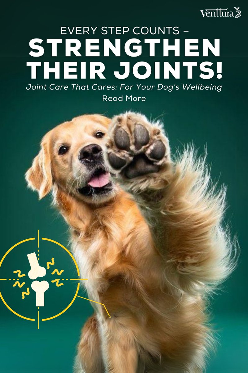 Ventturain's tweet image. How Do Joint Supplements Help Your Dog's Mobility? 
Read More: venttura.com/blogs/dog-blog…

#DogJointHealth #CanineMobility #PetWellness #DogSupplements #SeniorDogCare #DogArthritis #HealthyPups #ActiveDogs #DogCareTips #PetHealth