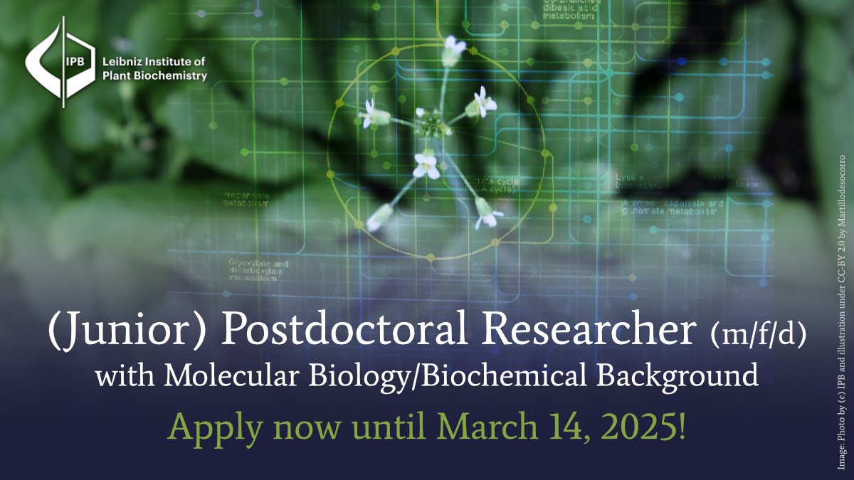 Leibniz Institute of Plant Biochemistry Halle (@ipb_halle) on Twitter photo 📢We offer a #PostdocPosition in the upcoming junior research group led by Mustafa Bulut (<a href="/The_Phytologist/">Mustafa Bulut</a>) at IPB's MetaCom center.
🔗More: ipb-halle.de/karriere/stell…
📆Deadline: 14.03.2025
#PlantSciJobs #metabolomics #molecularbiology #biochemistry #scijobs 📢We offer a #PostdocPosition in the upcoming junior research group led by Mustafa Bulut (<a href="/The_Phytologist/">Mustafa Bulut</a>) at IPB's MetaCom center.
🔗More: ipb-halle.de/karriere/stell…
📆Deadline: 14.03.2025
#PlantSciJobs #metabolomics #molecularbiology #biochemistry #scijobs