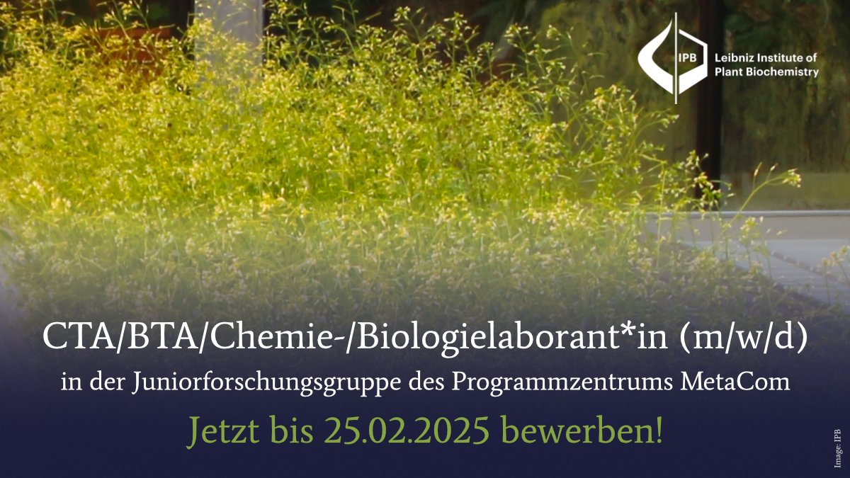 Leibniz Institute of Plant Biochemistry Halle (@ipb_halle) on Twitter photo 📢Wir suchen ein/e #CTA/#BTA oder Chemie-/Biologielaboranten/in (mwd) für die zukünftige Juniorforschungsgruppe von Mustafa Bulut (<a href="/The_Phytologist/">Mustafa Bulut</a>) in unserem MetaCom-Zentrum.
🔗Mehr: ipb-halle.de/karriere/stell…
📆Frist: 25.02.2025
#chemtwitter #chemjobs #stellenanzeige #scijobs 📢Wir suchen ein/e #CTA/#BTA oder Chemie-/Biologielaboranten/in (mwd) für die zukünftige Juniorforschungsgruppe von Mustafa Bulut (<a href="/The_Phytologist/">Mustafa Bulut</a>) in unserem MetaCom-Zentrum.
🔗Mehr: ipb-halle.de/karriere/stell…
📆Frist: 25.02.2025
#chemtwitter #chemjobs #stellenanzeige #scijobs