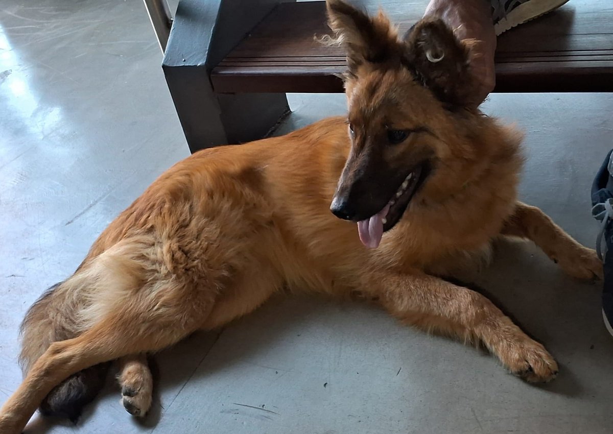 Está perdida. Apareció en Canal 5 anoche. Tiene collar verde y es cachorra. La tenemos retenida en prensa. Buscamos a sus dueños. ❤️