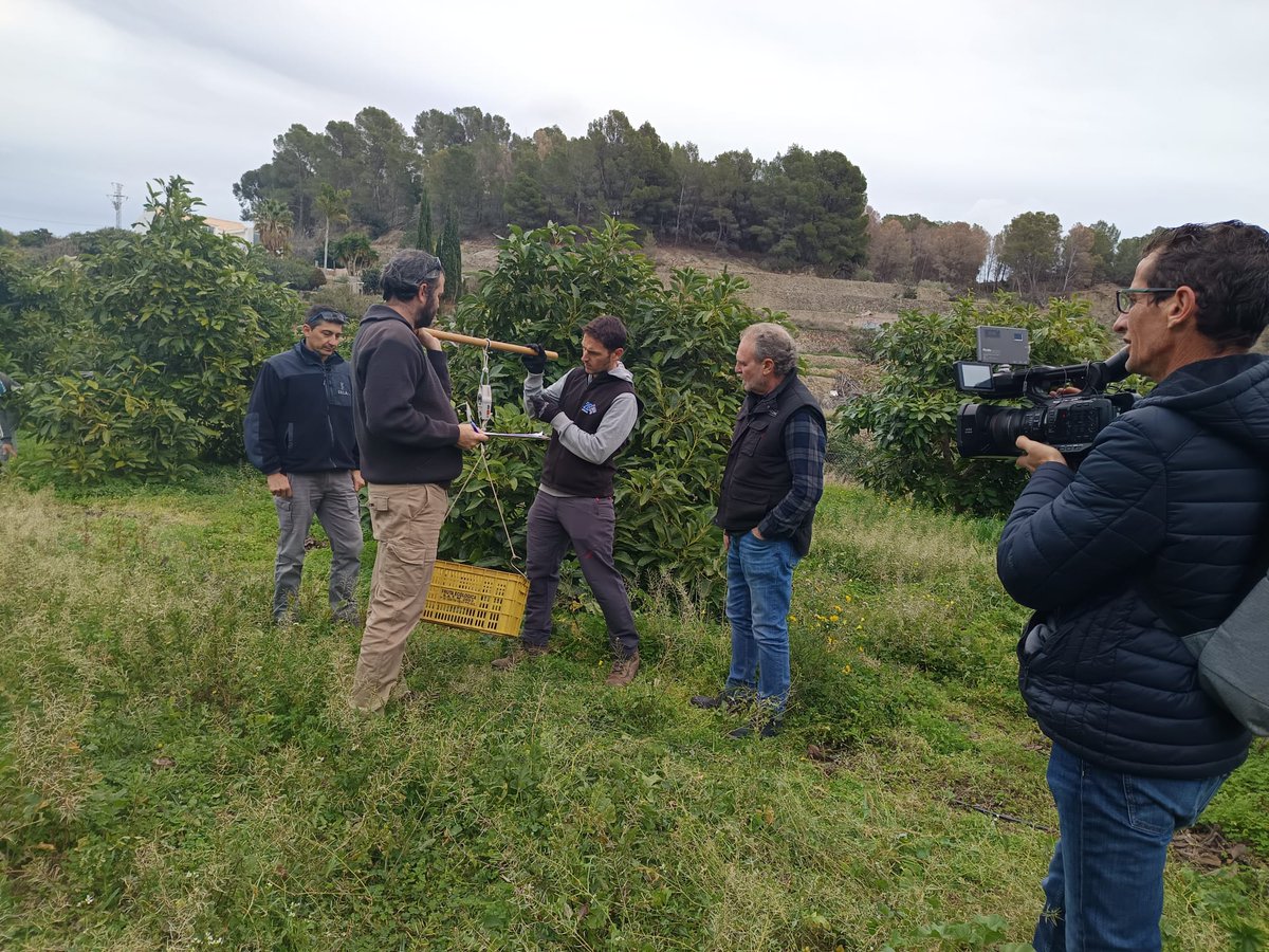 riegosIVIA (@iviariegos) on Twitter photo 🎞️¡Próximamente en sus pantallas!🍿 Esta semana hemos participado en un reportaje de La Via Verda <a href="/apunt_media/">À Punt</a>. <a href="/Tejotallopis/">Tejota Llopis</a> ha querido conocer el ensayo de 🚿 riego de #aguacate 🥑 que llevamos a cabo en <a href="/NisperosRuchey/">Nisperos Ruchey</a>. ¡Gracias por vuestro interés! #TransferenciaReal #IVIAKm0 🎞️¡Próximamente en sus pantallas!🍿 Esta semana hemos participado en un reportaje de La Via Verda <a href="/apunt_media/">À Punt</a>. <a href="/Tejotallopis/">Tejota Llopis</a> ha querido conocer el ensayo de 🚿 riego de #aguacate 🥑 que llevamos a cabo en <a href="/NisperosRuchey/">Nisperos Ruchey</a>. ¡Gracias por vuestro interés! #TransferenciaReal #IVIAKm0