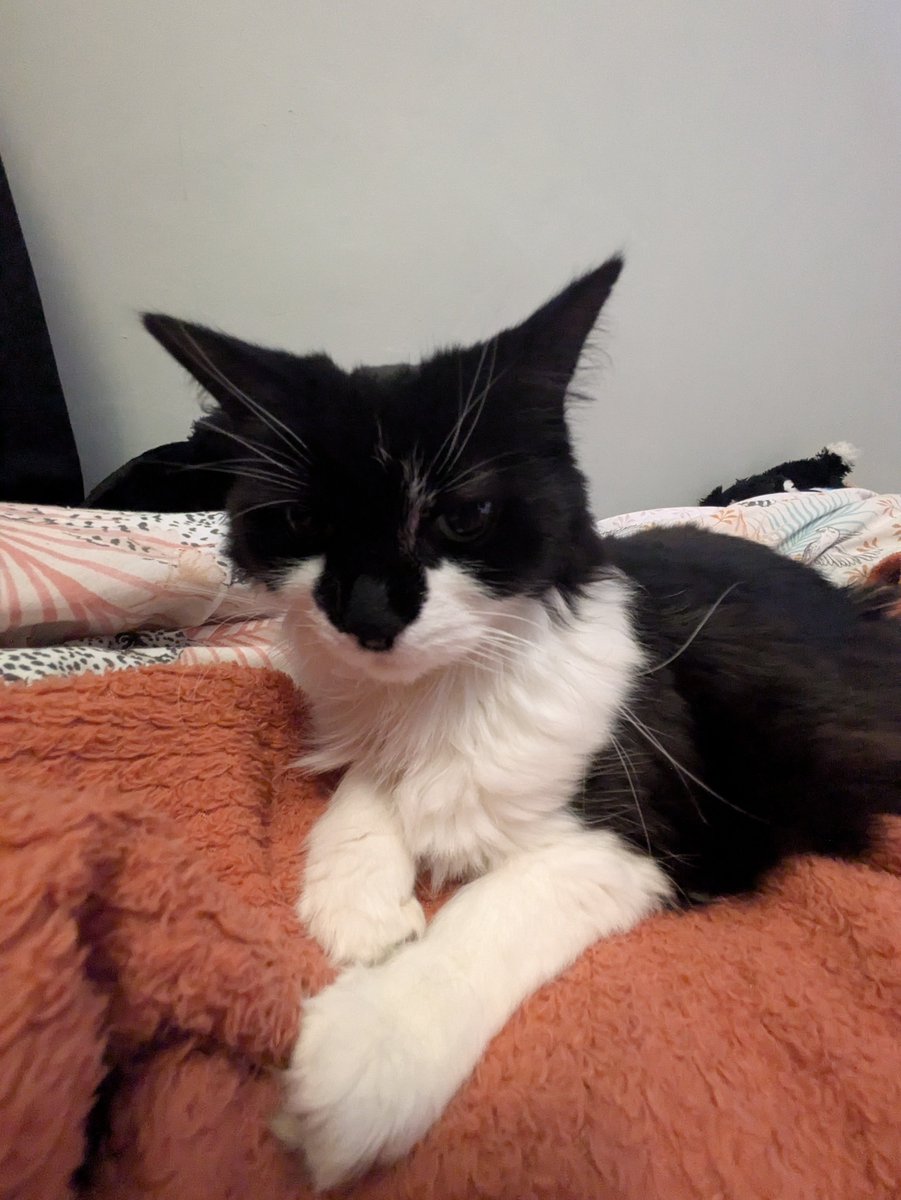 Shemcat tweet media
