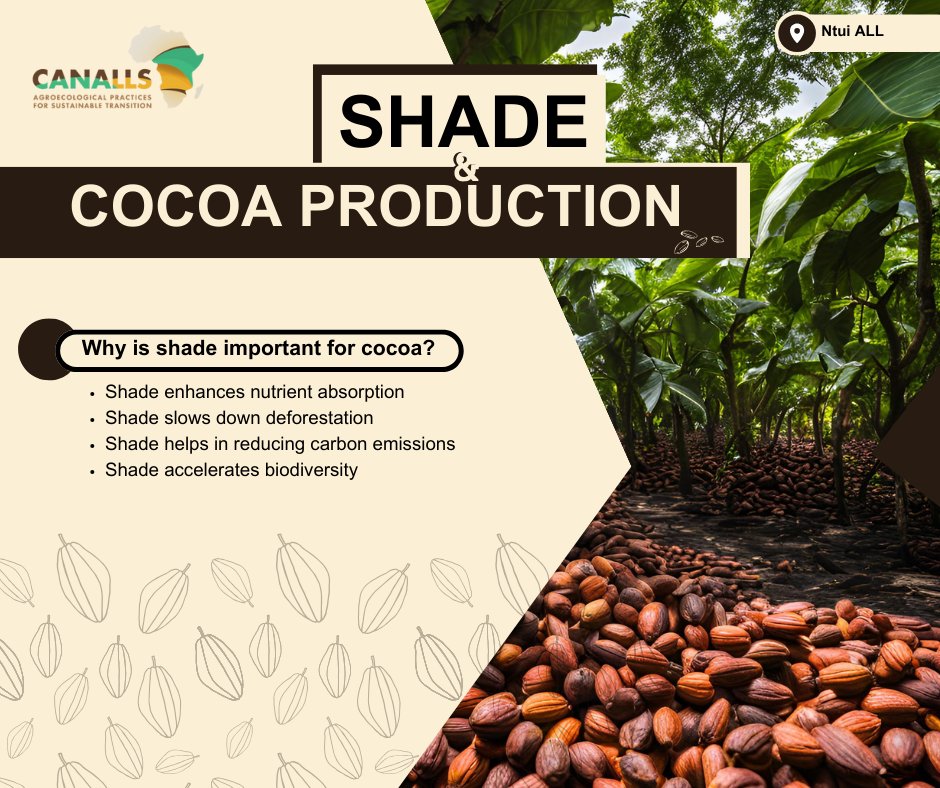 CANALLS_Project's tweet image. 🌳 Cocoa trees need shade to thrive, but deforestation has left them exposed. In Ntui, the CANALLS Project is restoring shade management for more sustainable cocoa farming! 🍫🌍
🔗 Read more: bit.ly/4aUZM6B
#Agroecology #CocoaFarming #Sustainability #CANALLSProject