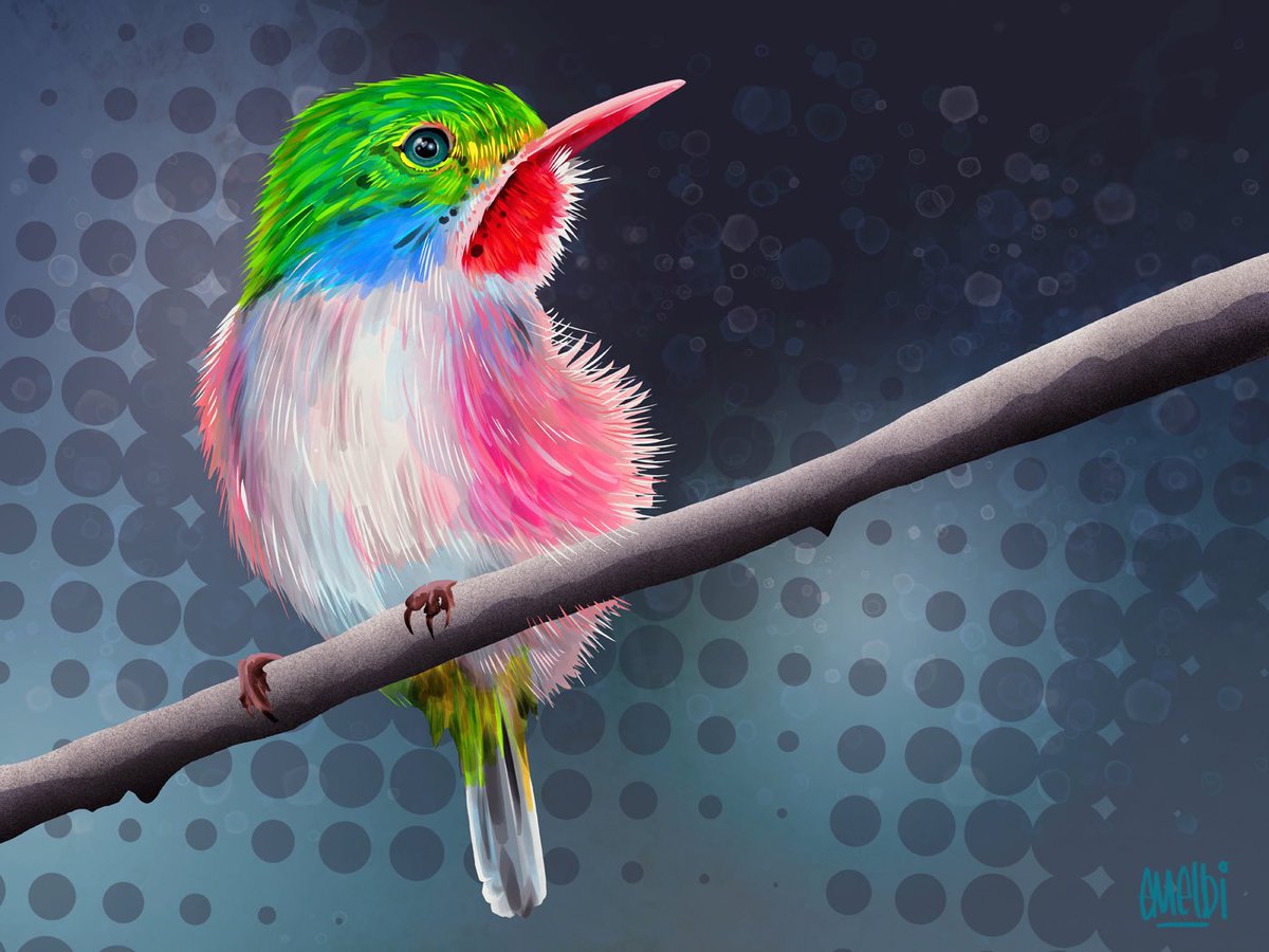 Cuban Tody. My image for day twenty nine of #birbfest2025 #procreate #procreateartist #birdart #birbfest #cubantody