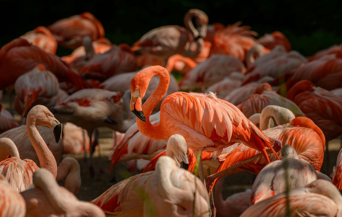 NuovoFaceMag's tweet photo. #CentroAmérica: una meta ideale per chi ama il #birdwatching •
Tra foreste pluviali, vulcani e parchi, migliaia di specie di uccelli offrono uno spettacolo unico, tra colori, suoni e meraviglie alate. (Di @Alessandra_S10)
👉 https://t.co/3C2CgkmnNo

@visitcentroamer #SafeForSure https://t.co/aY76IbPQwt