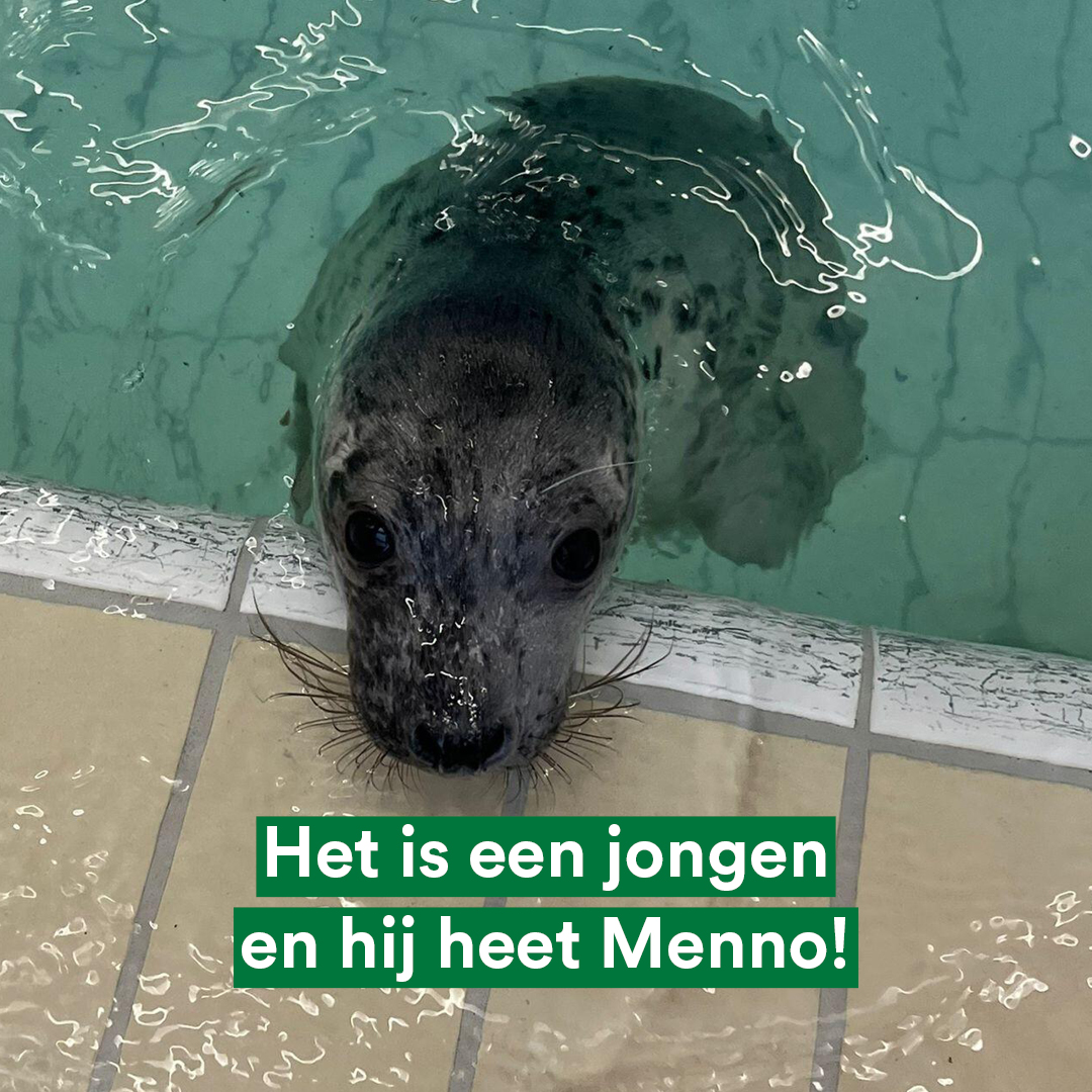 🦭 Dit is Menno, een grijze zeehondpup 😍

Gevonden op Terschelling, 7-10 dagen oud, zonder moeder. Opgevangen door Zeehondencentrum Pieterburen en geadopteerd door onze Statenfractie.

🔎 Meer over Menno en onze inzet voor de opvang van dieren in nood:
👉 friesland.partijvoordedieren.nl/nieuws/wij-heb…