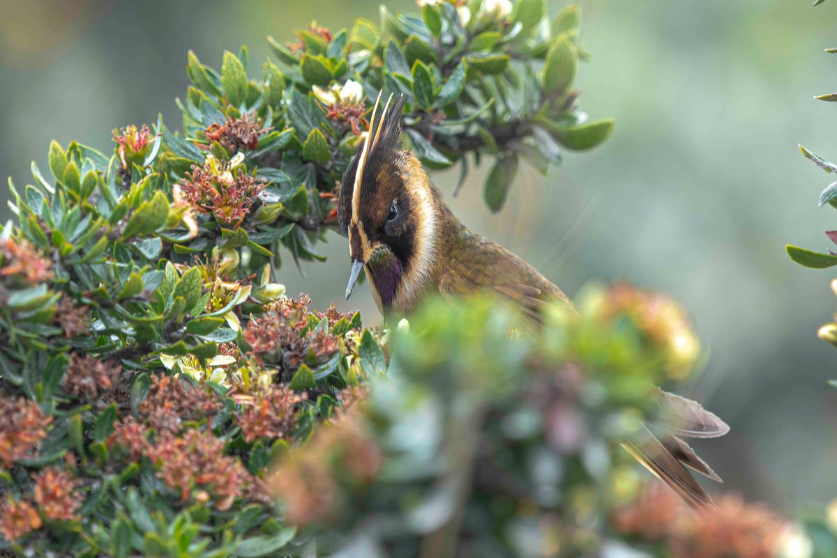 No me cabe duda de que entre el grupo de aves selectas para todos los avistadores y fotógrafos de naturaleza, los colibríes genéricamente denominados ¨Chivitos¨, ocupan un lugar preferencial y máxime, si 
a esto le sumamos condiciones de endemismo y algún grado de amenaza.