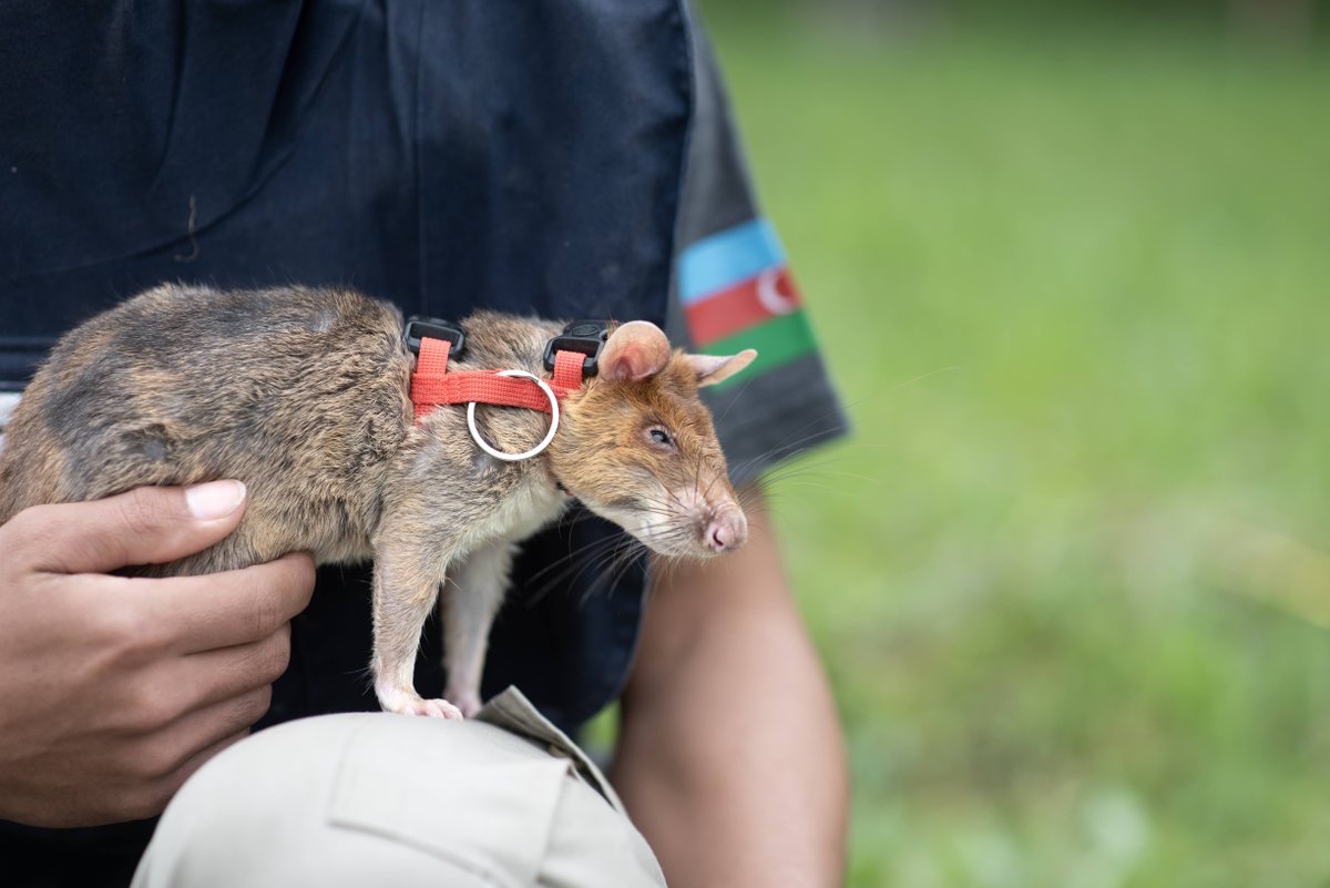 Our vision is to create a better world as a global leader in scent detection animals. APOPO’s Training and Innovation Center is in Tanzania. Trained mine detection rats (aka #HeroRATs) are spread across operations in Angola, Cambodia, and Azerbaijan.

#APOPO #powerfulnose