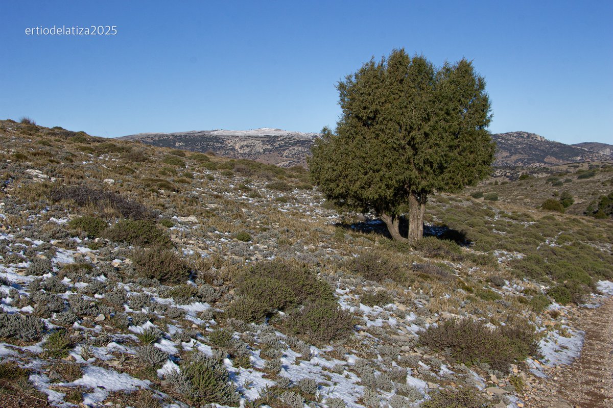 Francisco Bonilla Torres tweet media