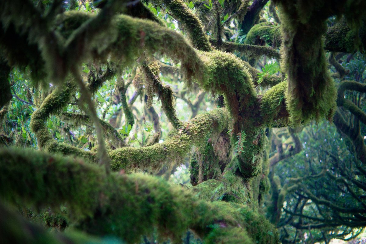 gintszilbalodis's tweet photo. The setting at the end of Flow was inspired by Fanal forest in Madeira. The only time I took a vacation during production was to go there. My excuse - research trip. https://t.co/Nd3BAP8k2a