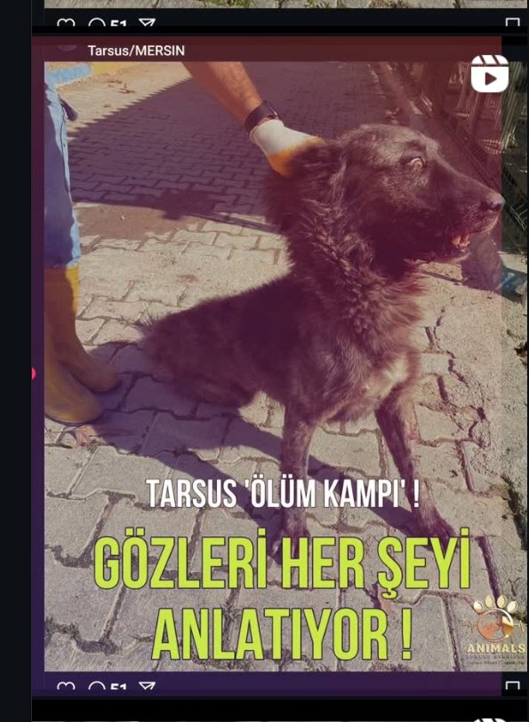askinaskin17's tweet photo. Kopek öldürülmeye götürüldüğünü bilerek gidiyor tüm korku insan ölümlerinde bile görülmedi.yilbasinda hidi yerin diye toplu Zehirli köpükler öldürüyorsunuz.. köpekler hee hee.Ozellikle vahşi irklari değil en savunmasin goldanlari öldürmekten supheli https://t.co/n6iYlxCM7X