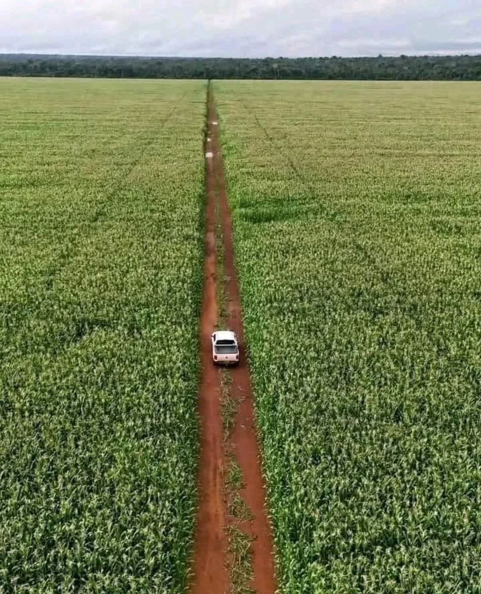 JuliusTumwebaz's tweet photo. Accordingly, almost every successful country industrialized agriculture first. We 'MUST' stop treating farming as a survival job —it’s a wealth creation tool. https://t.co/og6fGyW0d0