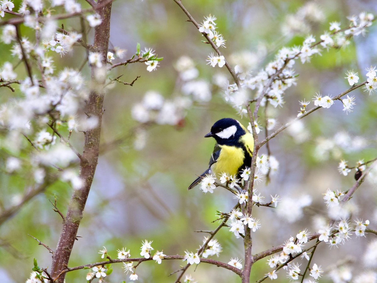 Oxford Biology (@oxfordbiology) on Twitter photo New research shows that the early-life environment of great tits shapes their adult behaviour more than their genetics 🐦🍃.
Read more here ⬇️
bit.ly/40SkDDT
📖<a href="/devisatarkar/">Devi Satarkar</a>, <a href="/iremsepil/">İrem Sepil</a>
📷<a href="/david_idiaquez/">David López-Idiáquez</a> New research shows that the early-life environment of great tits shapes their adult behaviour more than their genetics 🐦🍃.
Read more here ⬇️
bit.ly/40SkDDT
📖<a href="/devisatarkar/">Devi Satarkar</a>, <a href="/iremsepil/">İrem Sepil</a>
📷<a href="/david_idiaquez/">David López-Idiáquez</a>