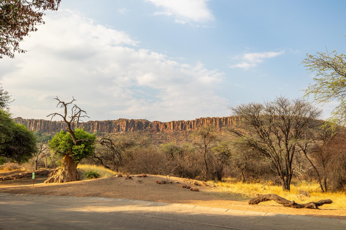 NWRNamibia's tweet photo. The Waterberg Plateau isn’t just a view - it’s an experience. From spotting rare wildlife to unwinding by the pool, this is where adventure meets relaxation. See why it’s one of Namibia’s gems!
#WaterbergResort #NamibiaWildlife #NatureEscape #ExploreNamibia https://t.co/ONJYgPcHPU