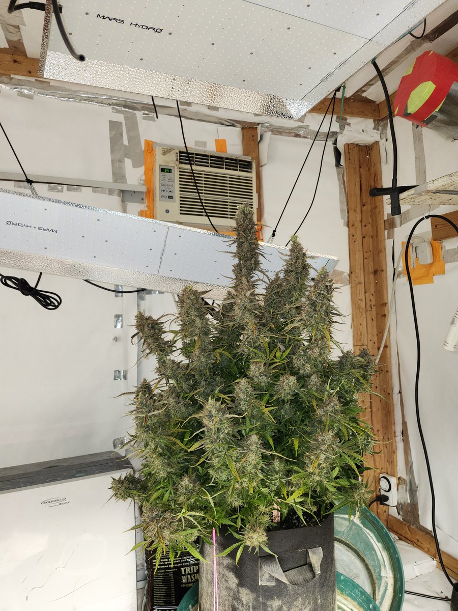Trainwreck. Dark for 24 more hours then.........<a href="/GenHydro/">General Hydroponics</a> <a href="/advancednutes/">Advanced Nutrients</a> <a href="/Fast_Buds/">Fast Buds</a> <a href="/MarsHydroLight/">Mars Hydro | Since 2009</a> <a href="/tpsnutrients/">TPS Nutrients</a>
